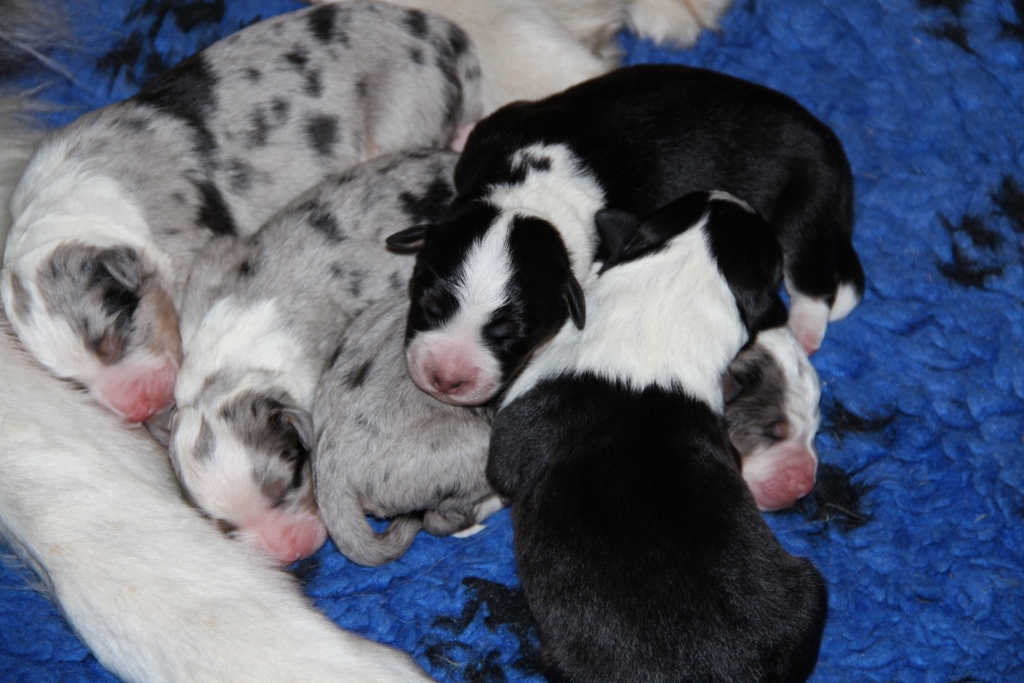 puppy_a_03_06_2013_06.jpg