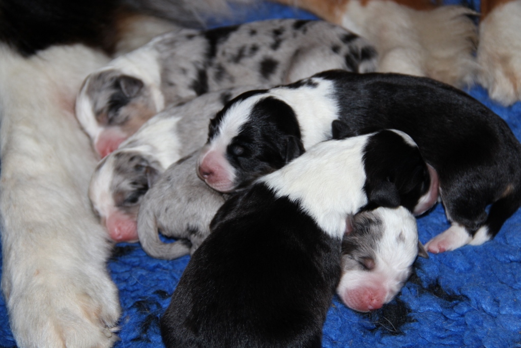puppy_a_03_06_2013_07.jpg