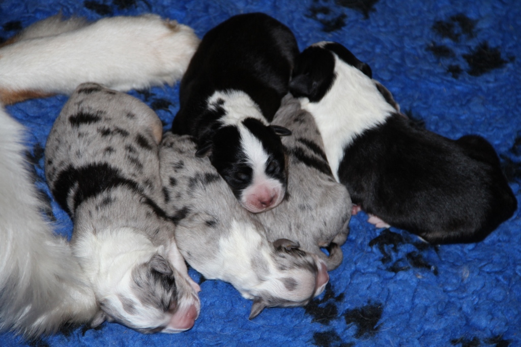 puppy_a_03_06_2013_08.jpg