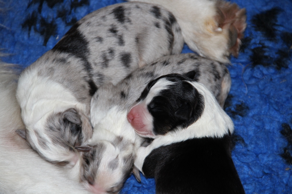 puppy_a_03_06_2013_09.jpg