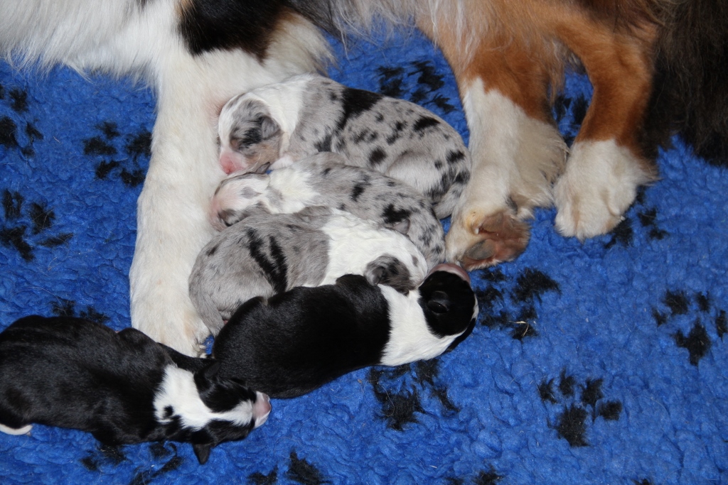 puppy_a_03_06_2013_10.jpg