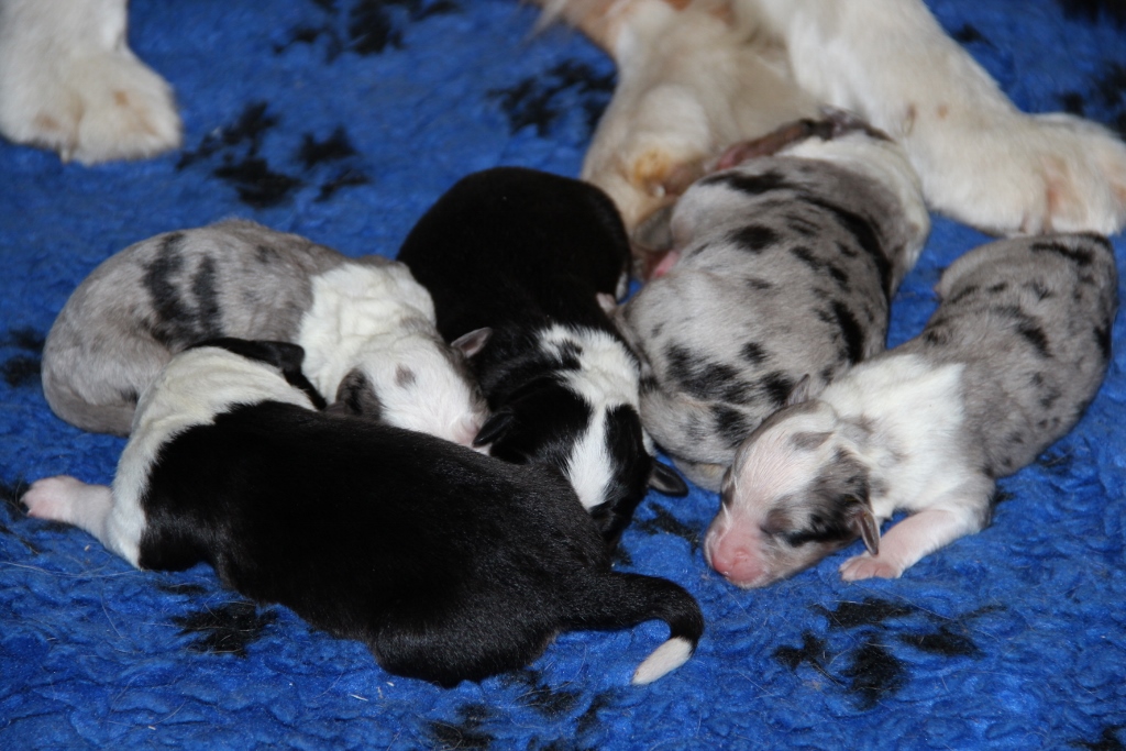 puppy_a_03_06_2013_11.jpg