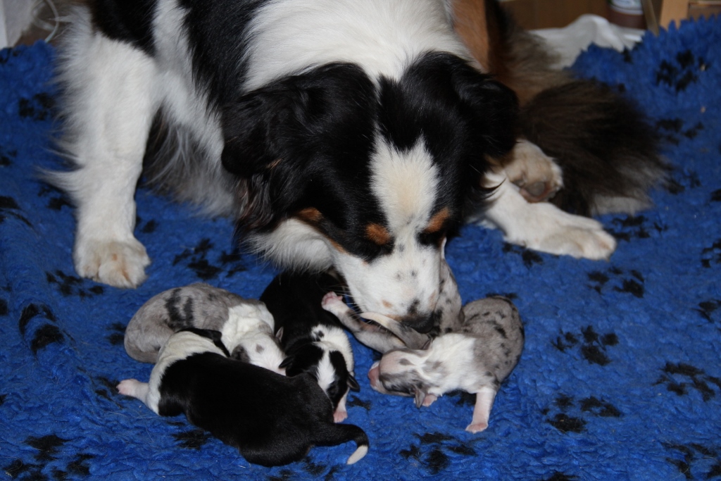puppy_a_03_06_2013_12.jpg