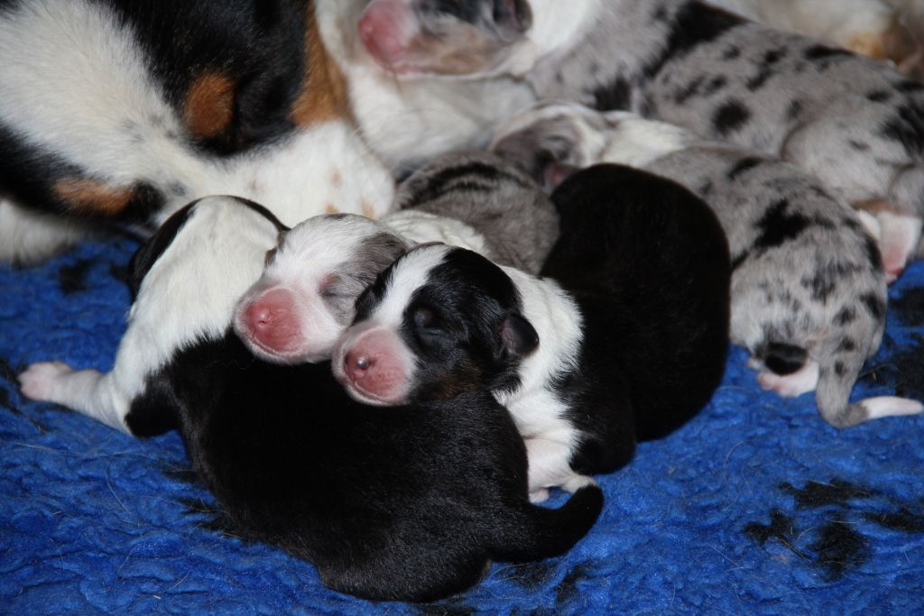 puppy_a_03_06_2013_13.jpg