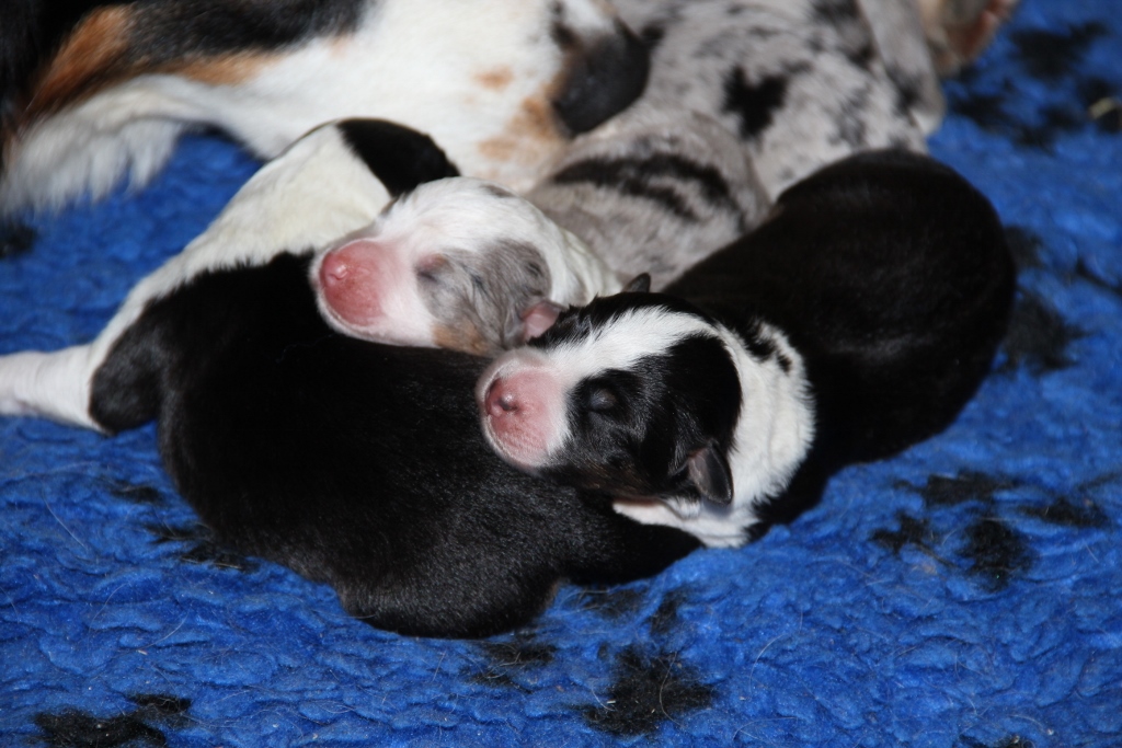 puppy_a_03_06_2013_14.jpg