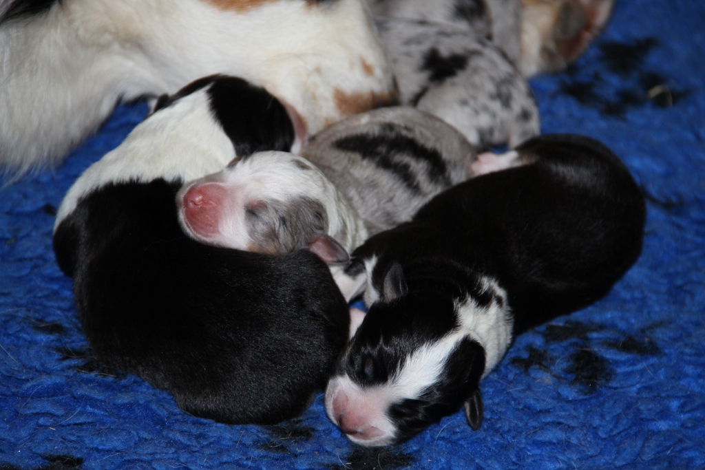 puppy_a_03_06_2013_15.jpg