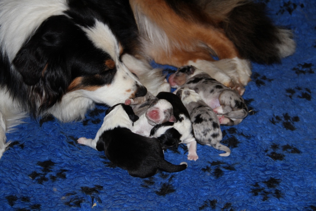 puppy_a_03_06_2013_17.jpg