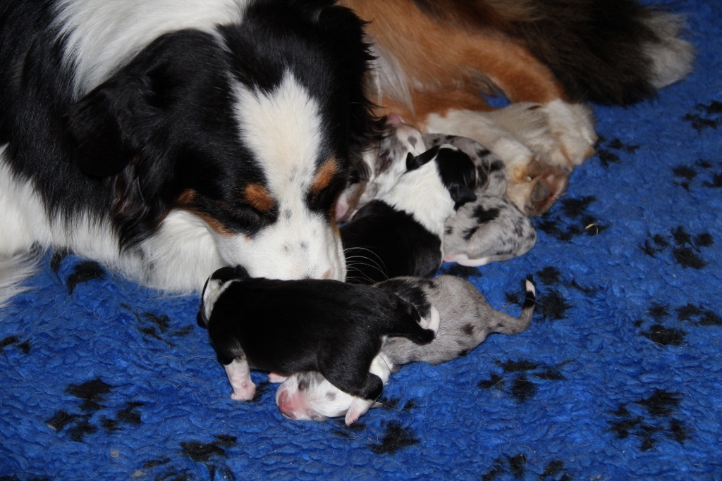 puppy_a_03_06_2013_18.jpg