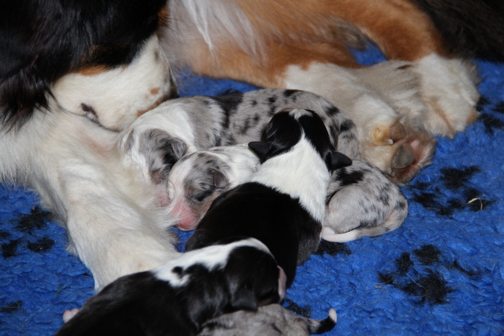 puppy_a_03_06_2013_19.jpg