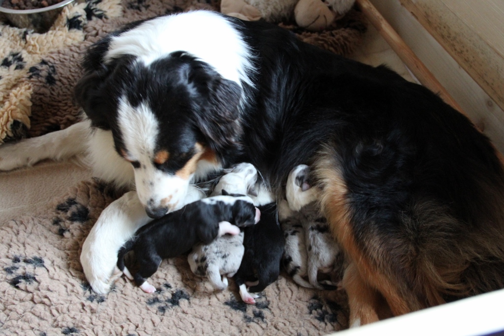 puppy_a_03_06_2013_22.jpg